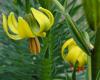 CroppedImage10080-dsc01631