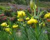 CroppedImage10080-dsc01632