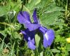 CroppedImage10080-dsc01675